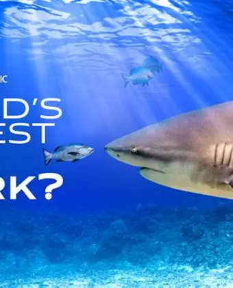 Самая огромная акула-бык / World's Biggest Bull Shark?
